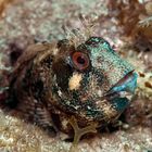 Mal wieder Blenny...