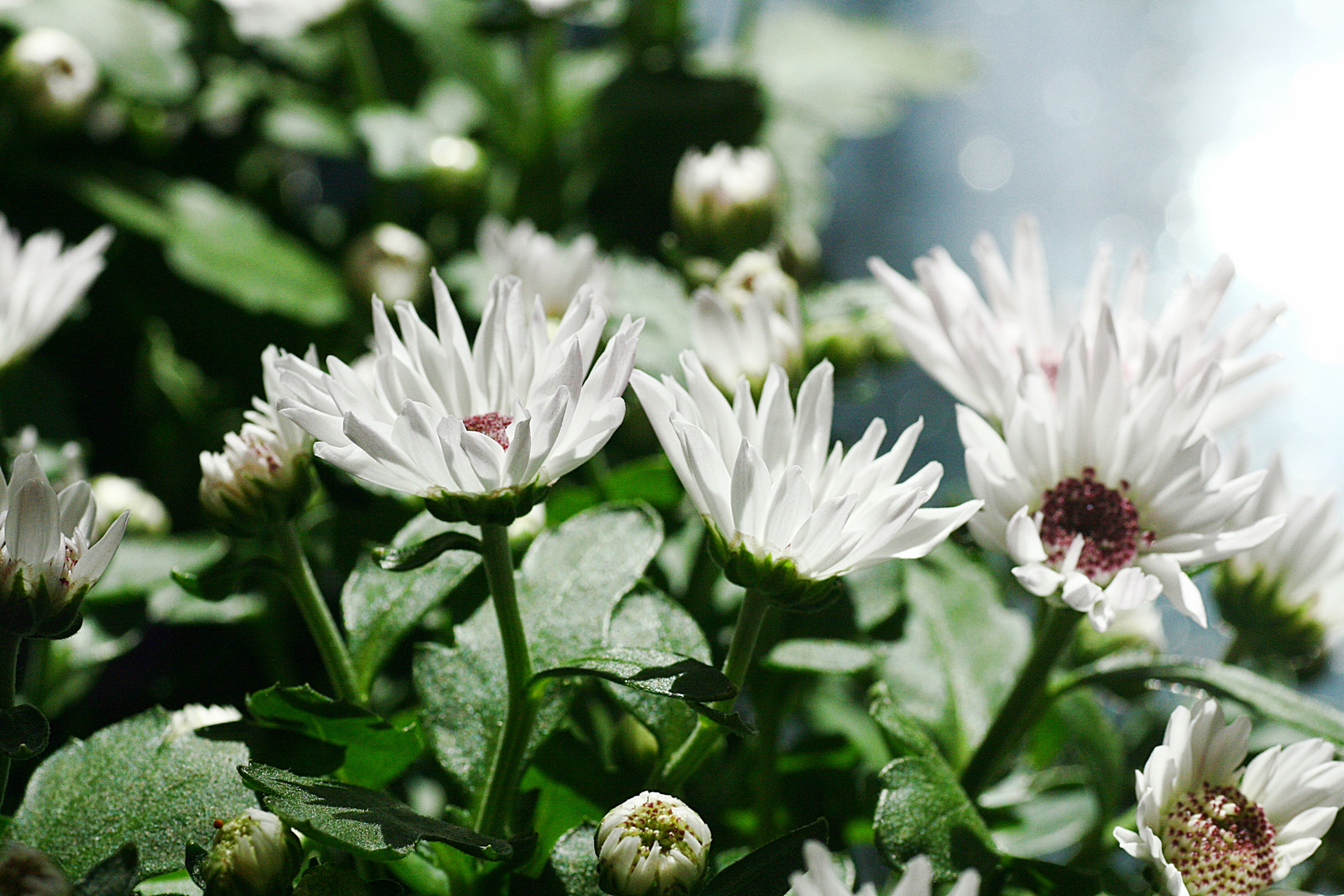 Mal wieder Blüten