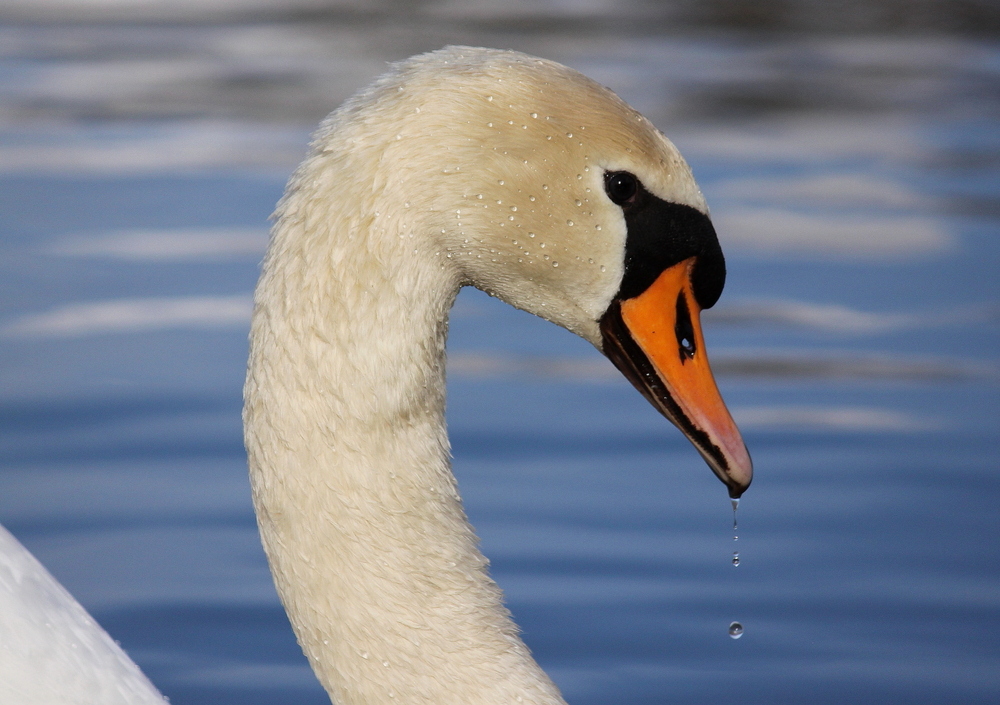 Mal wieder der Schwan ;-))