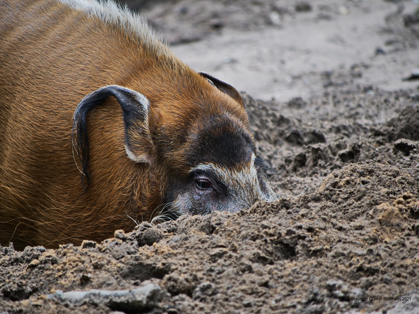 Mal wieder die Nase ...