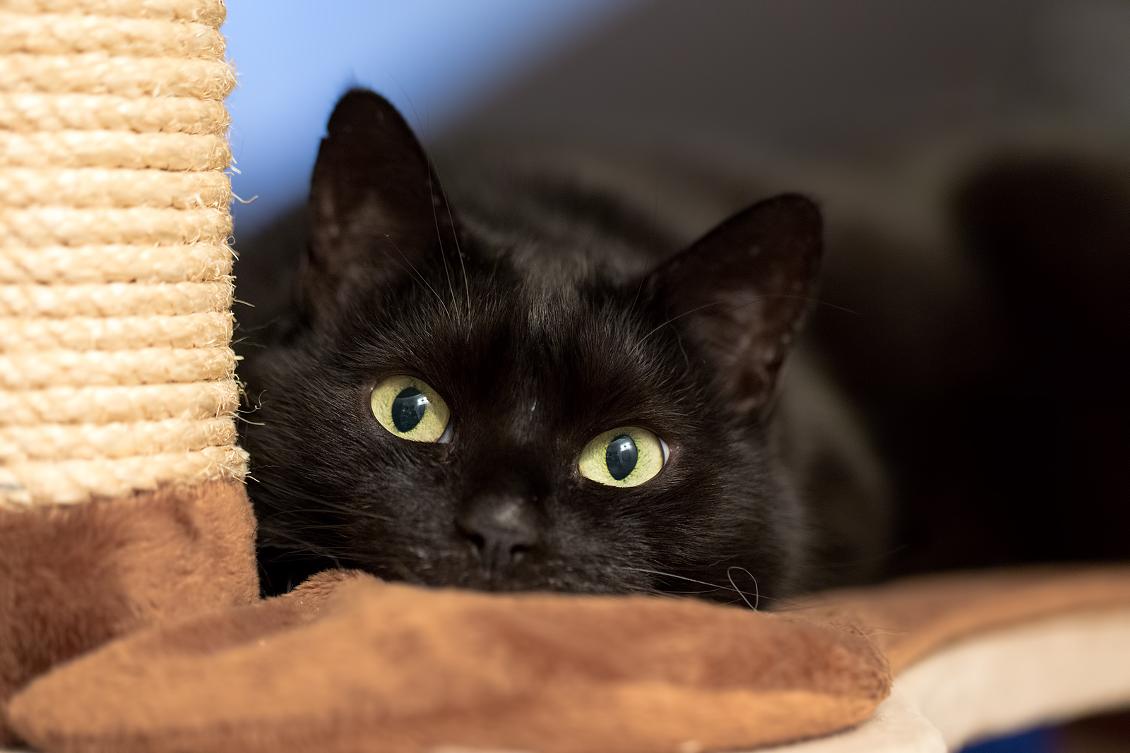 Mal Wieder Die Schwarze Nase Foto Bild Natur Katze