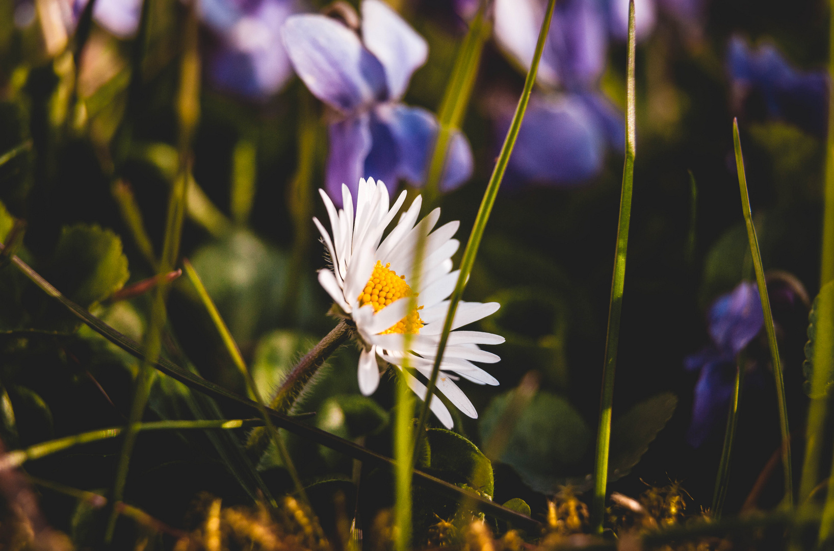 Mal wieder durch den Garten gekrochen :-)