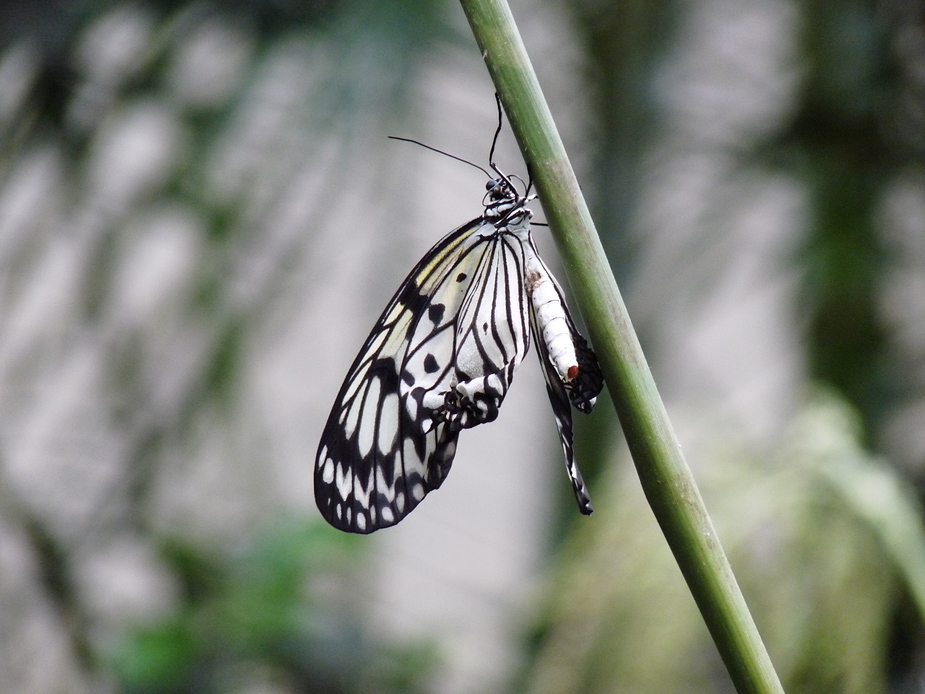 Mal wieder eiin Schmetterling