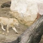 Mal wieder ein Besuch im Zoo Dresden