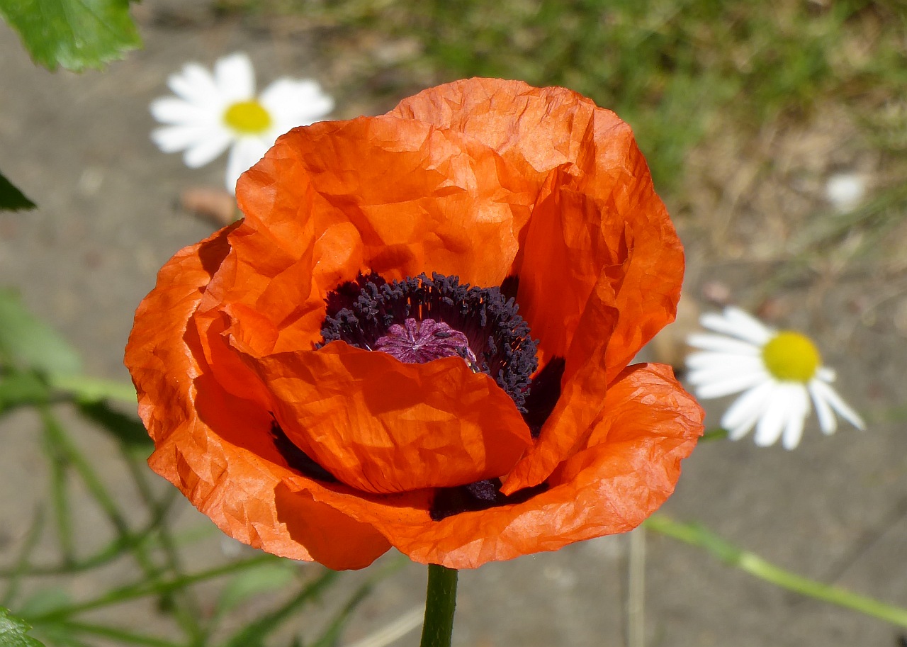 Mal wieder ein Blümchen von mir