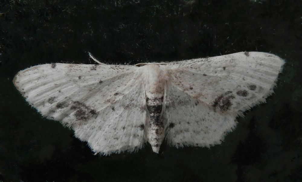 Mal wieder ein Braungewinkelter Zwergspanner (Idaea dimidiata) 