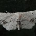 Mal wieder ein Braungewinkelter Zwergspanner (Idaea dimidiata) 