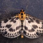 Mal wieder ein Brennnessel-Zünsler (Anania hortulata) im Haus