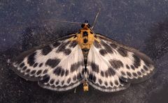 Mal wieder ein Brennnessel-Zünsler (Anania hortulata) im Haus