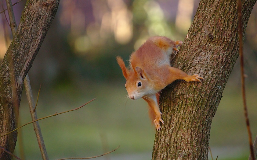 Mal wieder ein Eichhörnchen