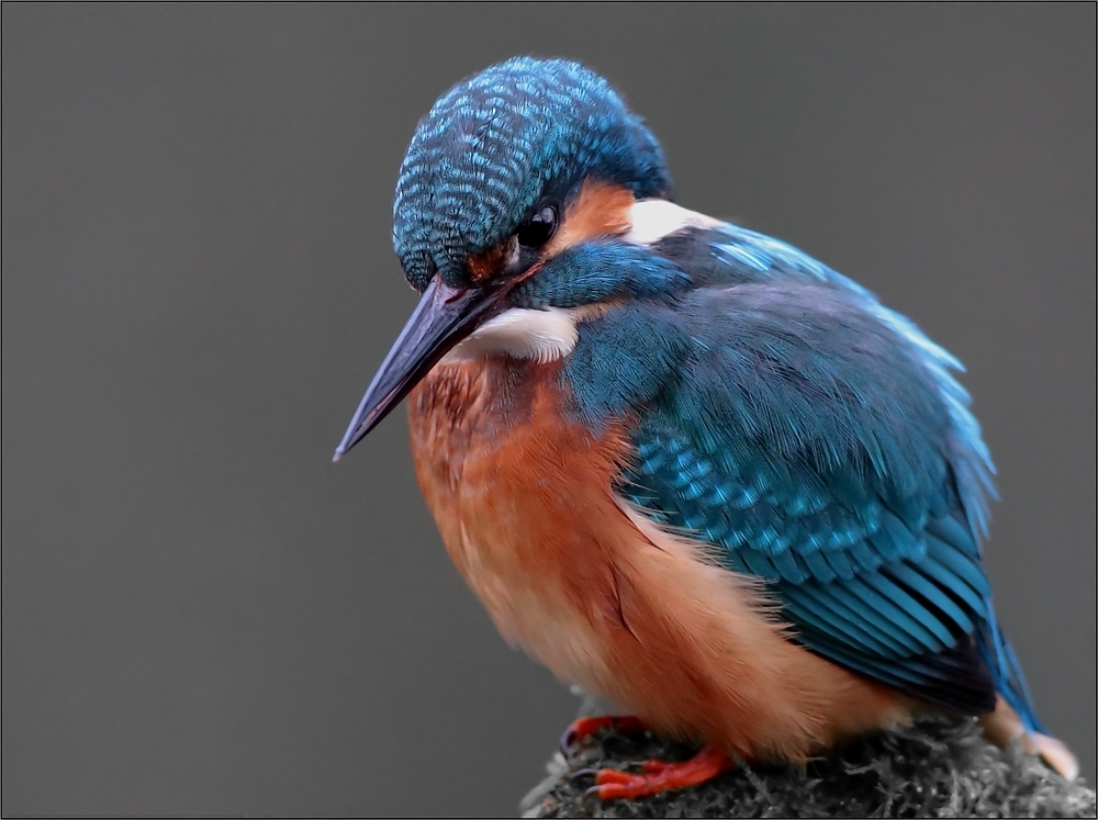 mal wieder ein Eisvogel