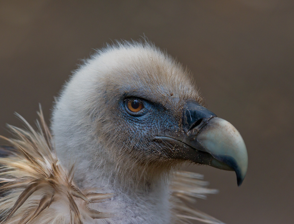 Mal wieder ein Gänse G.