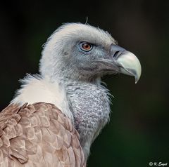 Mal wieder ein Gänsegeier!