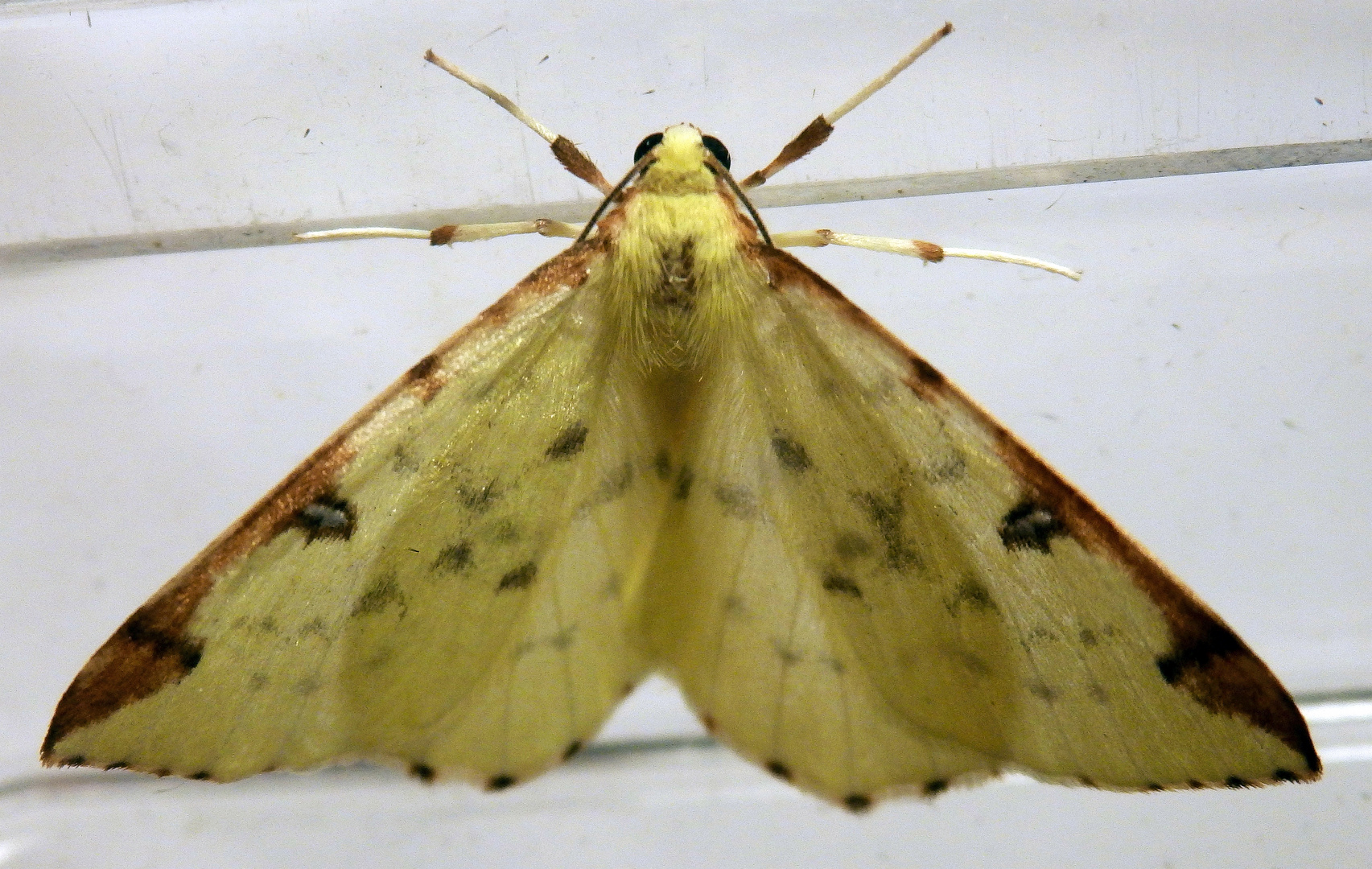 Mal wieder ein Gelbspanner (Opisthograptis luteolata) im Haus