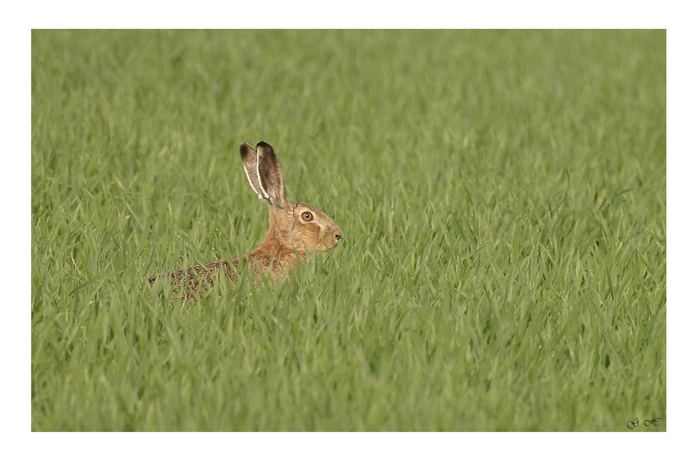 mal wieder ein Hase