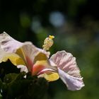 mal wieder ein Hibiskus 03