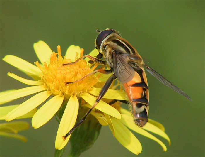 Mal wieder ein kleiner Gruss vom letzten Sommer