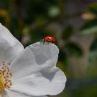 ..mal wieder ein Marienkäfer