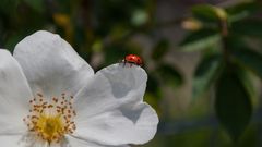 ..mal wieder ein Marienkäfer