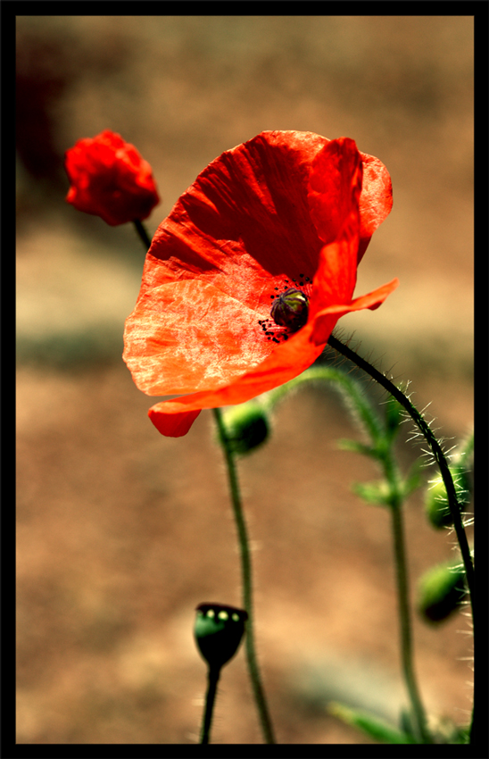 mal wieder ein Mohnblümchen ;)