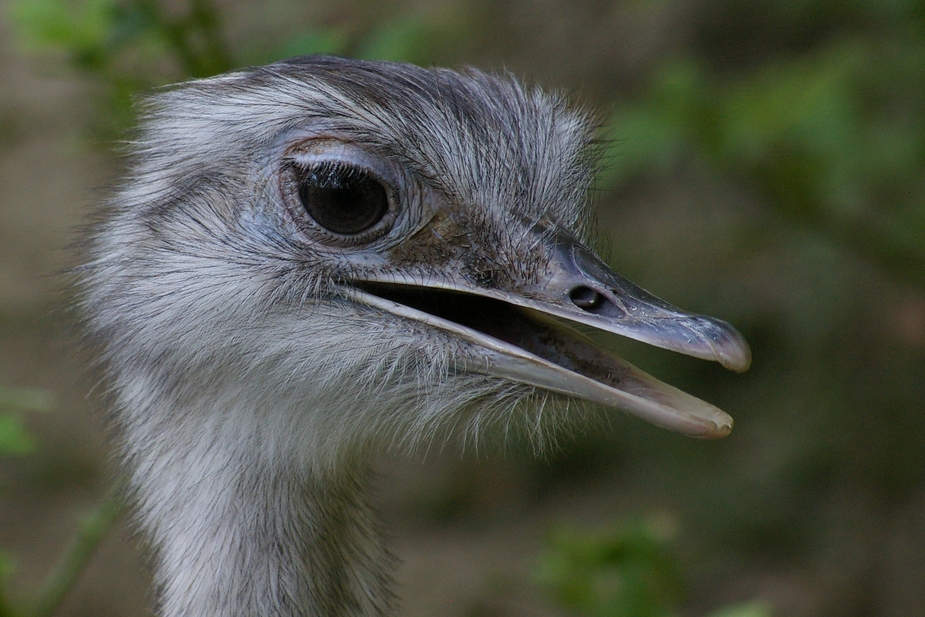 mal wieder ein Nandu (I)