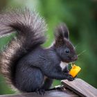 Mal wieder ein Oachkatzl aus meinem Garten!