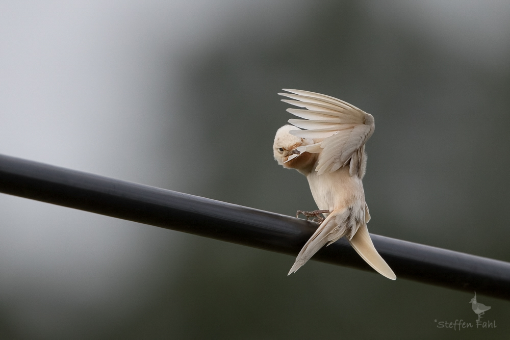 Mal wieder ein Rätselvogel