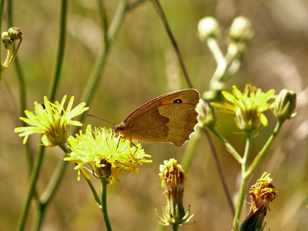 mal wieder ein Schmetterling