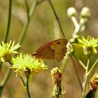 mal wieder ein Schmetterling