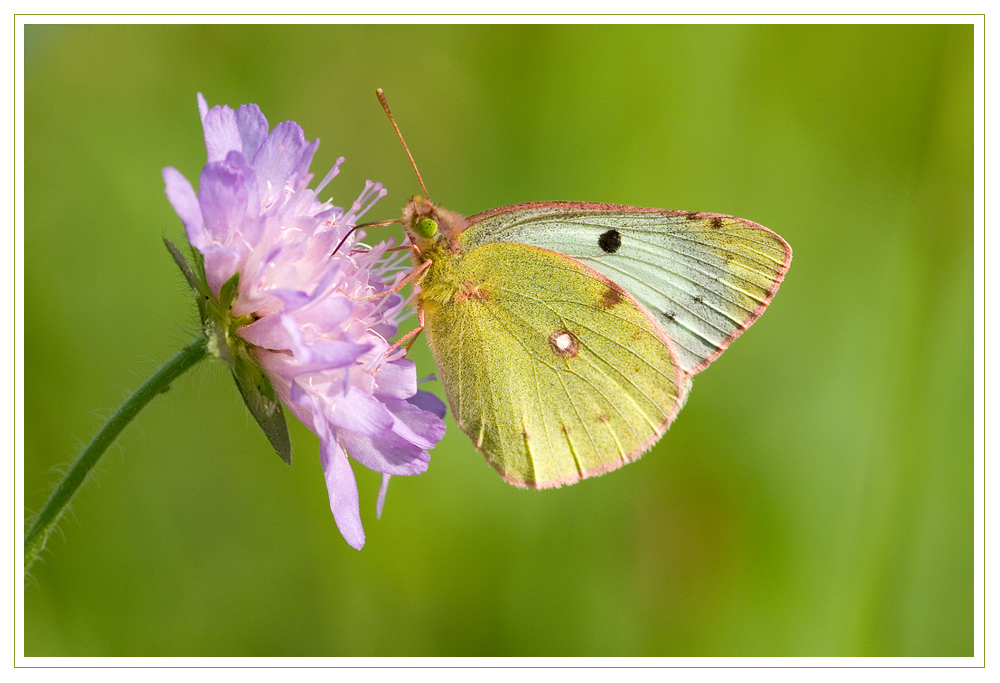 Mal wieder ein Schmetterling