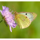 Mal wieder ein Schmetterling