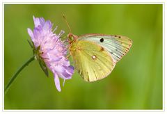 Mal wieder ein Schmetterling