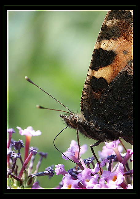 Mal wieder ein Schmetterling