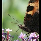 Mal wieder ein Schmetterling