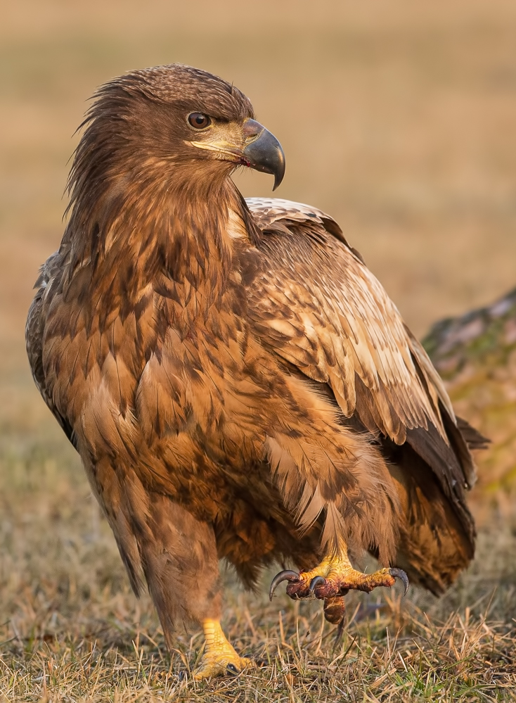 Mal wieder ein Seeadler