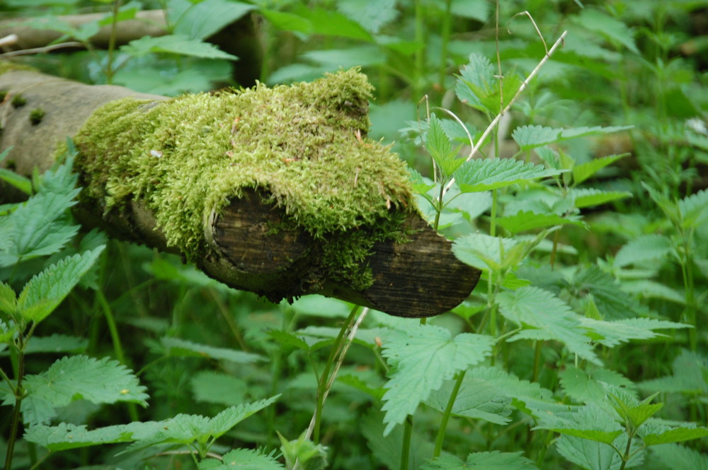 Mal wieder ein Tiermotiv! Was immer es auch darstellt??