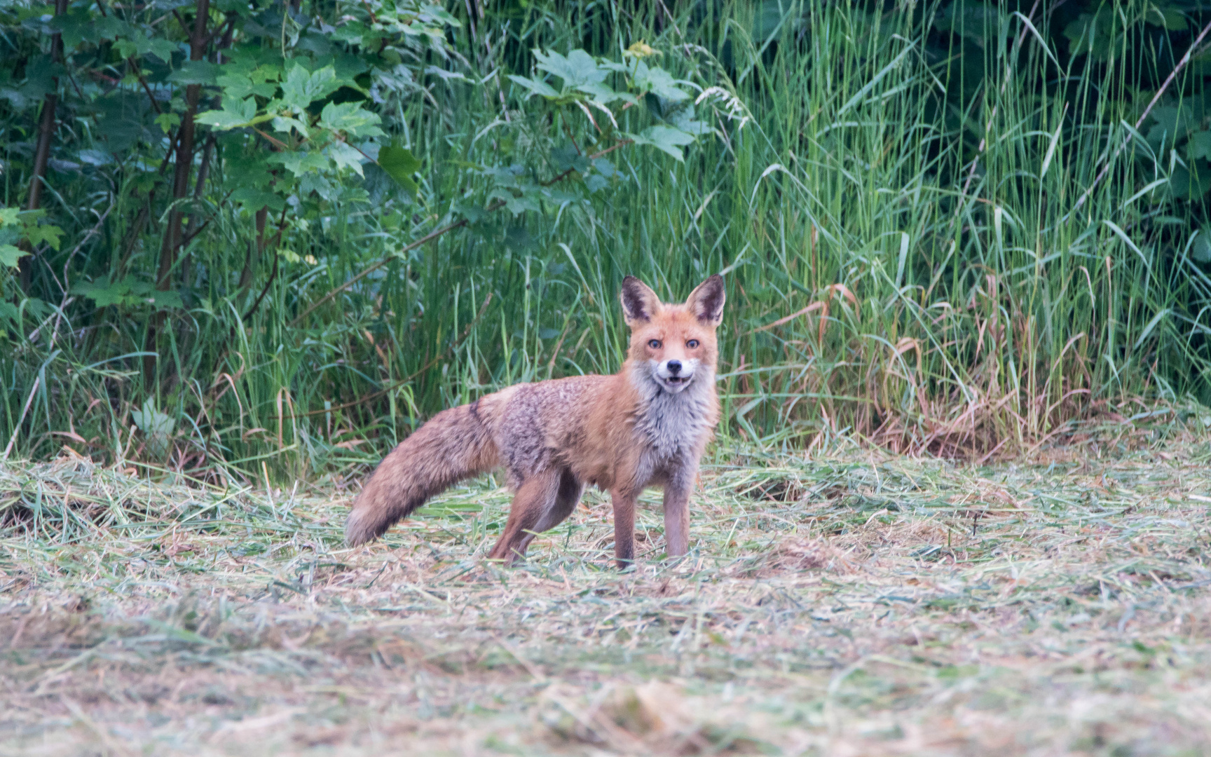 mal wieder ein überraschter Fuchs (Doku)