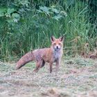 mal wieder ein überraschter Fuchs (Doku)