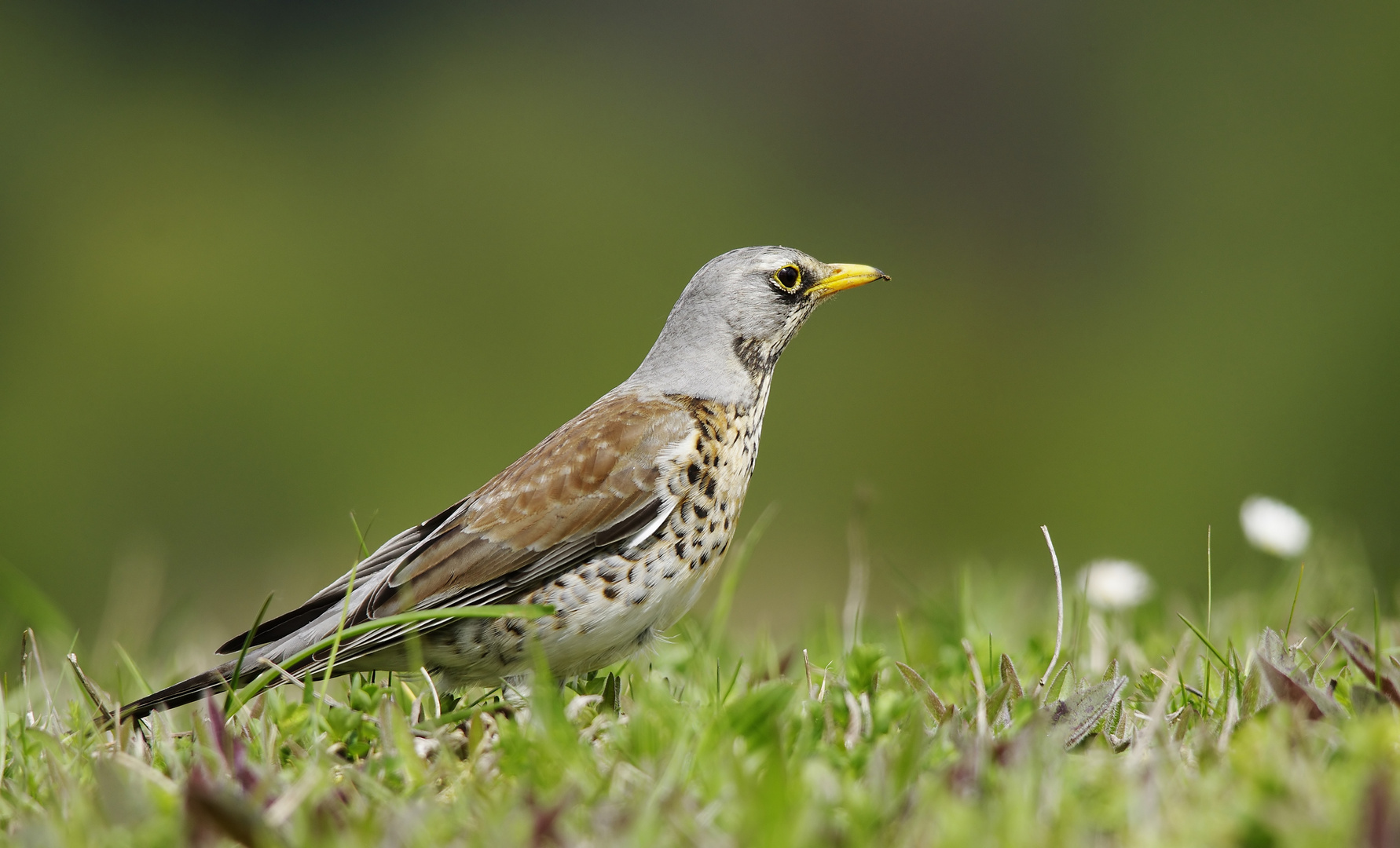 Mal wieder ein Vogel - Wachholderdrossel