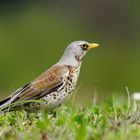 Mal wieder ein Vogel - Wachholderdrossel