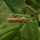 Mal wieder ein Zünsler (Agriphila straminella)