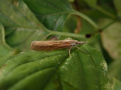 Mal wieder ein Zünsler (Agriphila straminella)