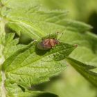 Mal wieder eine Birkenwanze (Kleidocerys resedae)