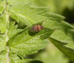 Mal wieder eine Birkenwanze (Kleidocerys resedae)