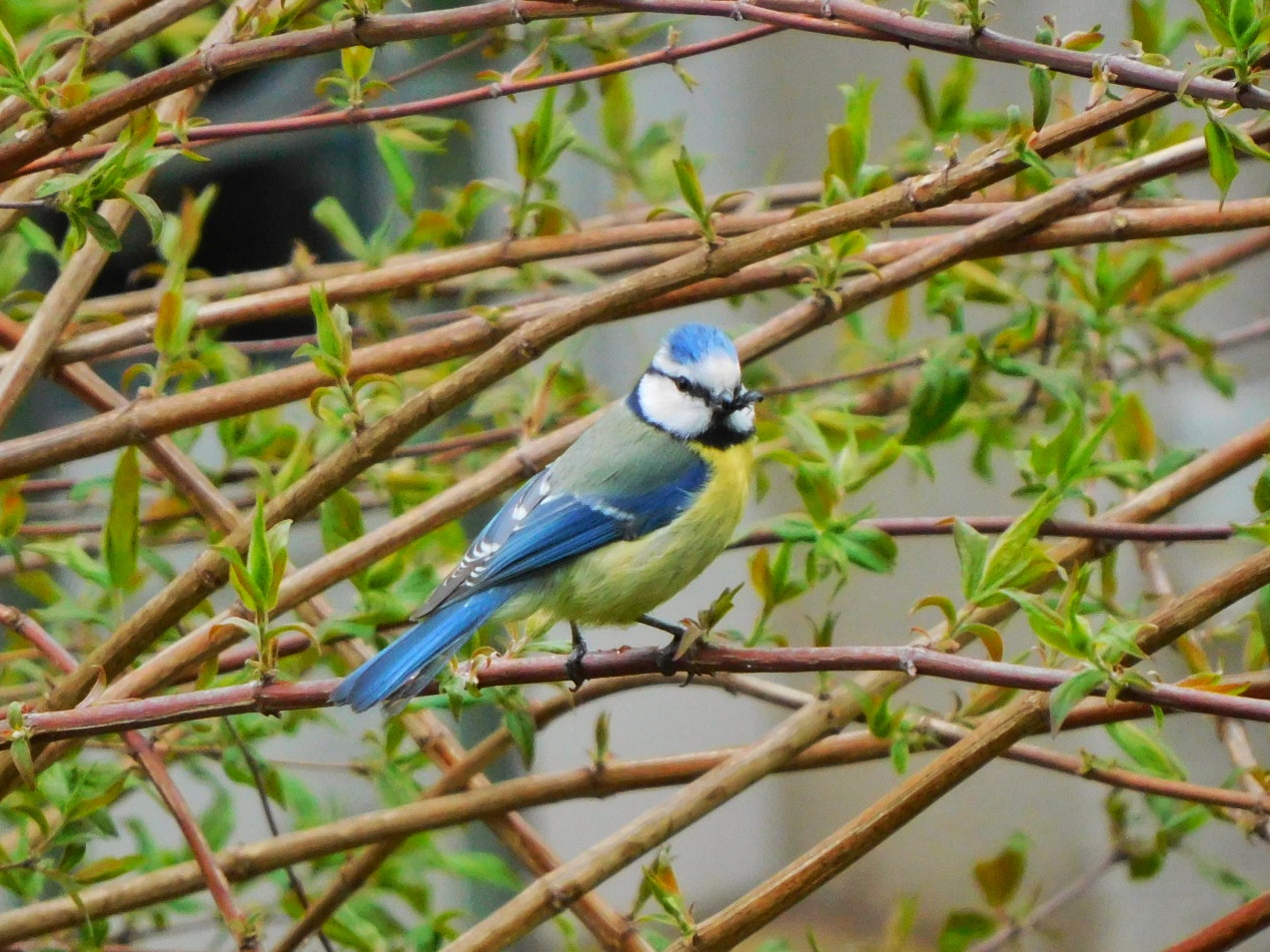 Mal wieder eine Blaumeise zu Besuch