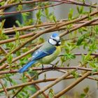 Mal wieder eine Blaumeise zu Besuch