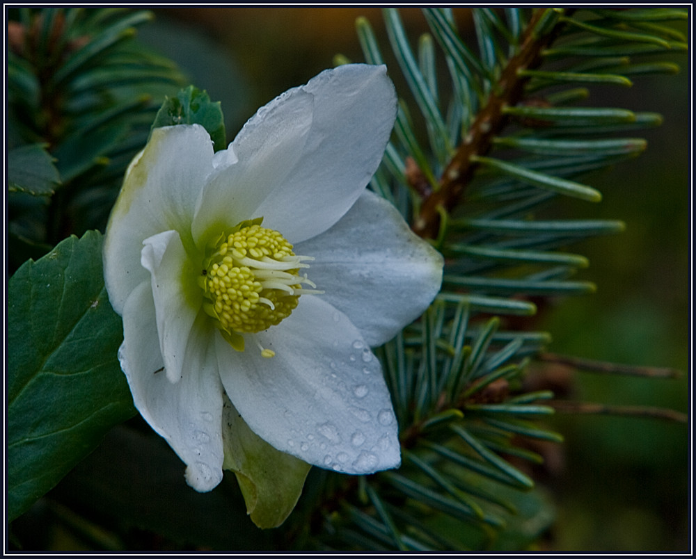 Mal wieder eine Blume...