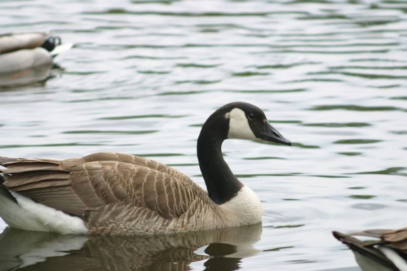 Mal wieder eine Canada Gans