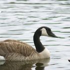 Mal wieder eine Canada Gans