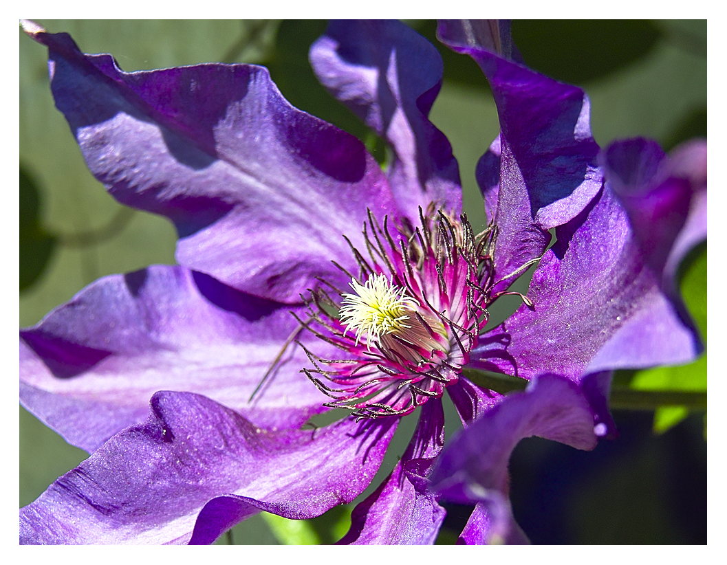 Mal wieder eine Clematisblüte